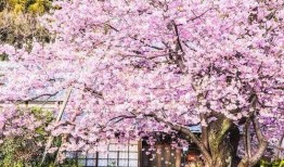 樱花最新爆料更新版本,版本更新揭秘，全新玩法等你来体验！